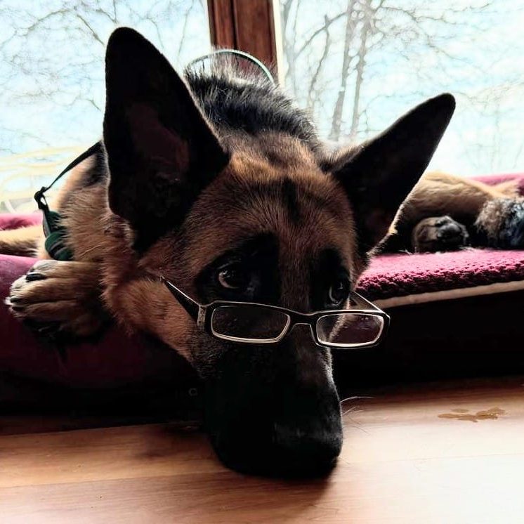Ein deutscher Schäferhund liegt mit einer Brille entspannt auf einem Hundebett.